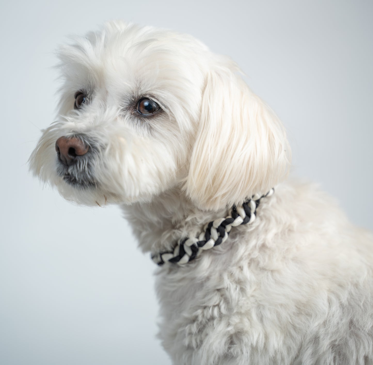 Hundehalsband aus Paracord DNA