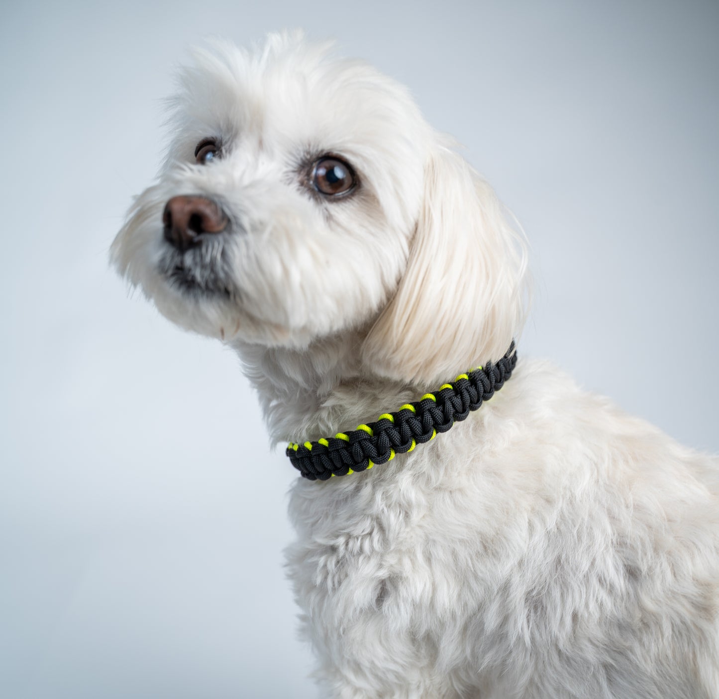 Hundehalsband aus Paracord URBAN ALPHA