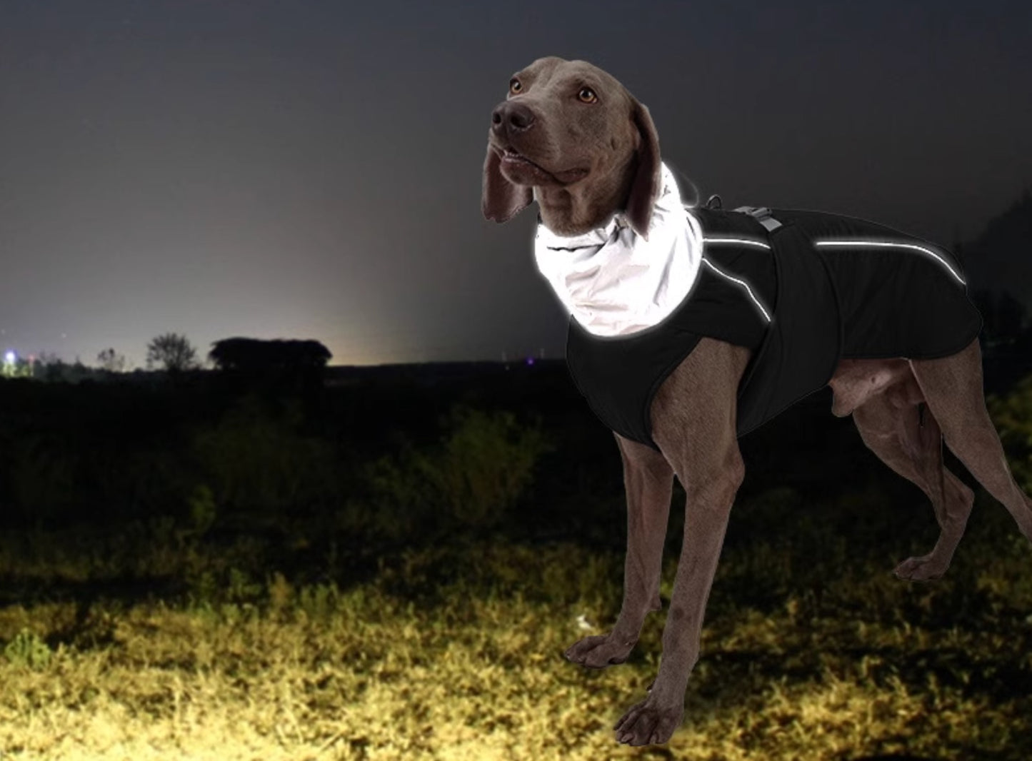 Hunde Luxus Winterjacke