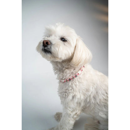 EM-Keramik Hundehalsband BASIC
